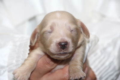 ミニチュアダックスクリーム(イエロー)の子犬オス、生後1週間画像