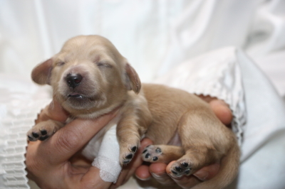 ミニチュアダックスクリーム(イエロー)の子犬メス、生後1週間画像