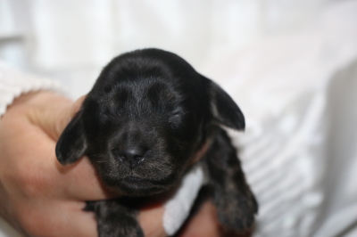 ミニチュアダックスブラッククリームの子犬メス、生後1週間画像