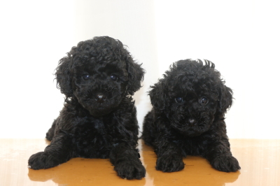 トイプードルブラック(黒色)の子犬オスメス、生後6週間画像