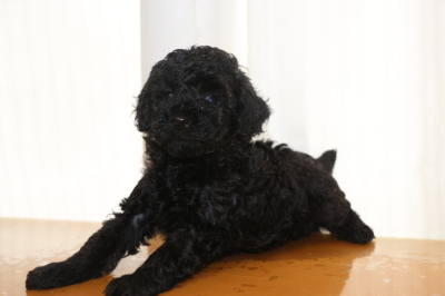 トイプードルブラック(黒色)の子犬オス、生後6週間画像