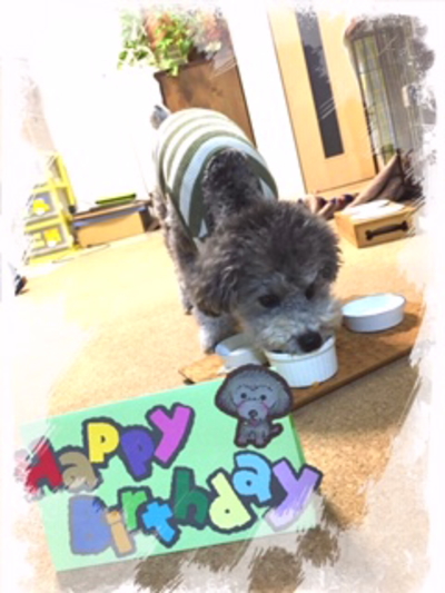 千葉県船橋市トイプードルシルバーオスのぐり君2019画像