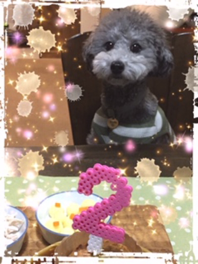 千葉県船橋市トイプードルシルバーオスのぐり君2019画像