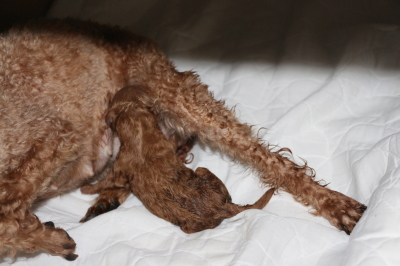トイプードルレッドの子犬メス、産まれたばかり画像