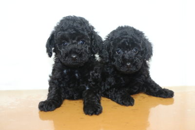 トイプードルブラック(黒色)の子犬オスメス、生後7週間画像