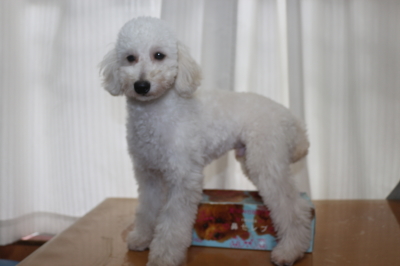 トイプードルホワイト(白色)の子犬オス、生後半年画像