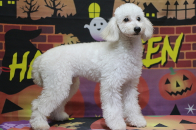 トイプードルホワイト(白色)の子犬オス、生後半年画像