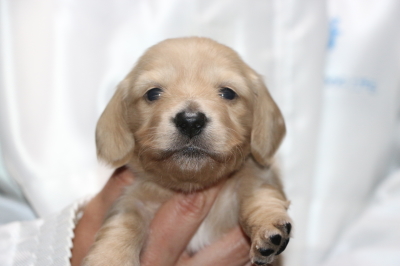 ミニチュアダックスクリーム(イエロー)の子犬メス、生後3週間画像