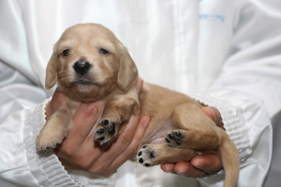 ミニチュアダックスクリーム(イエロー)の子犬メス、生後3週間画像