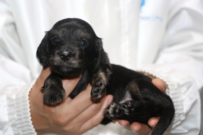 ミニチュアダックスブラッククリーム(イエロー)の子犬メス、生後3週間画像