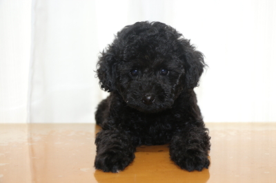 トイプードルブラック(黒色)の子犬オス、生後2ヵ月画像