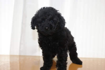 トイプードルブラック(黒色)の子犬オス、生後2ヵ月画像