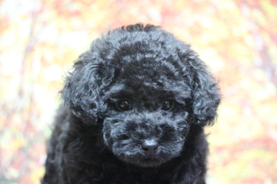 トイプードルブラック(黒色)の子犬メス、生後2ヵ月画像