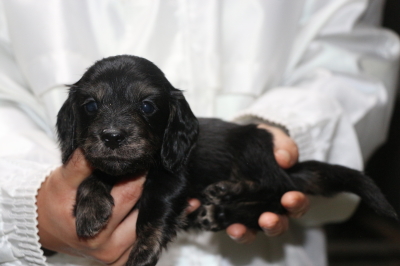 ミニチュアダックスブラッククリーム(イエロー)の子犬メス、生後4週間画像