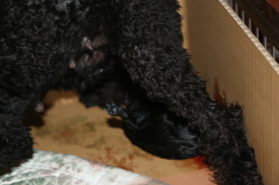 トイプードルブラック(黒色)の子犬メス、産まれたばかり画像