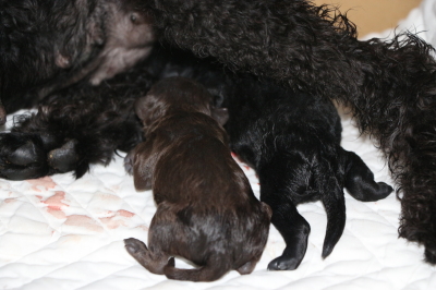 トイプードルブラウンオスブラック(黒色)メスの子犬、産まれたばかり画像