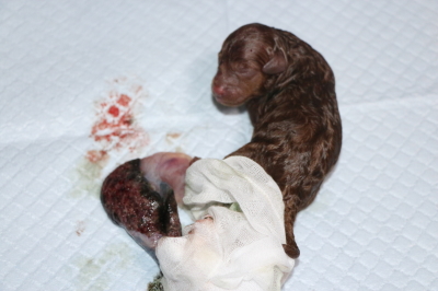 トイプードルレッドの子犬、産まれたばかり画像