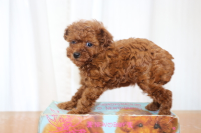 トイプードルレッドの子犬メス、生後6週間画像