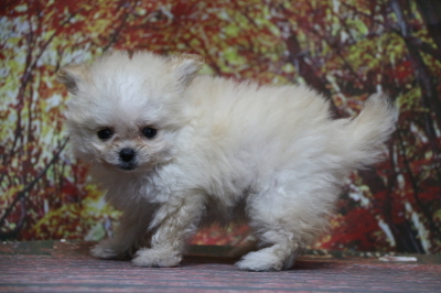 チワプークリームの子犬メス、生後7週間画像