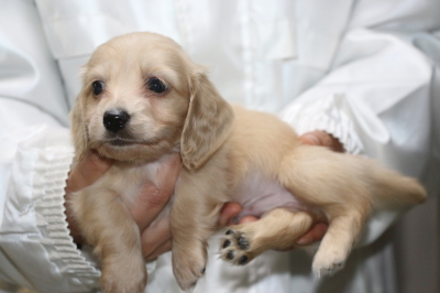 ミニチュアダックスクリーム(イエロー)の子犬スオス、生後5週間画像