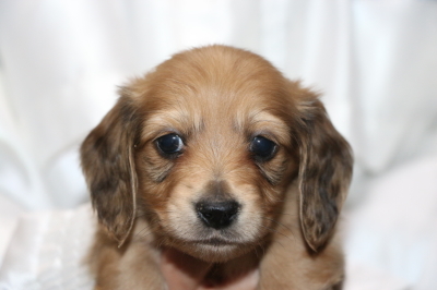 ミニチュアダックスブラッククリーム(イエロー)の子犬のメス、生後5週間画像