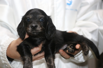 ミニチュアダックスブラッククリーム(イエロー)の子犬のメス、生後5週間画像