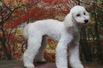 トイプードルホワイト(白色)の子犬オス、東京都練馬区春太郎君画像