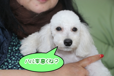 トイプードルホワイト(白色)の子犬オス、東京都練馬区春太郎君画像