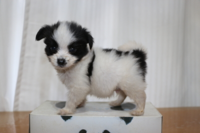 パピヨン白黒(ホワイト&ブラック)の子犬オス、生後8週間画像