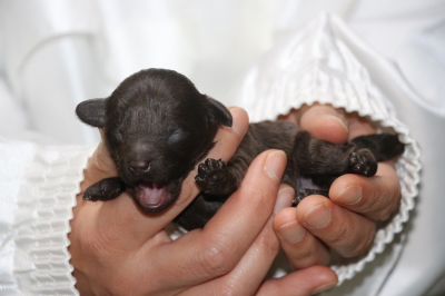 タイニープードルの子犬、ブラウンオス、生後1週間画像