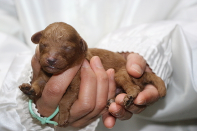 トイプードルレッドの子犬オス、生後1週間画像