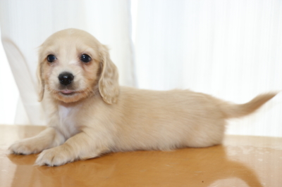 ミニチュアダックスクリーム(イエロー)の子犬オス、生後6週間画像