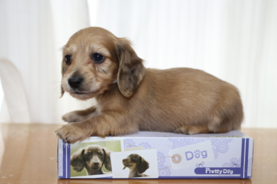 ミニチュアダックスレッドの子犬オス、生後6週間画像