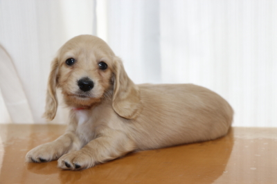 ミニチュアダックスクリーム(イエロー)の子犬メス、生後6週間画像