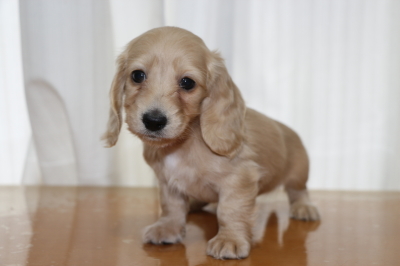 ミニチュアダックスクリーム(イエロー)の子犬メス、生後6週間画像