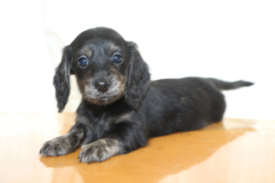 ミニチュアダックスブラッククリーム(イエロー)の子犬メス、生後6週間画像