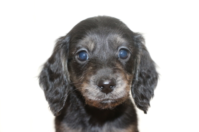 ミニチュアダックスブラッククリーム(イエロー)の子犬メス、生後6週間画像
