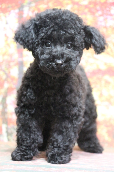 トイプードルブラック(黒色)の子犬メス、大阪府大阪市みのりちゃん画像