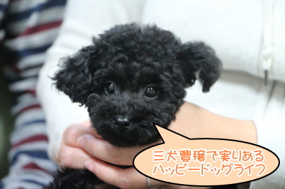トイプードルブラック(黒色)の子犬メス、大阪府大阪市みのりちゃん画像