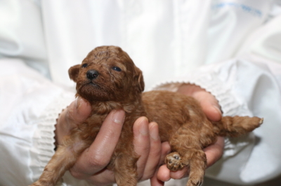 ティーカッププードルレッドの子犬メス、生後2週間画像