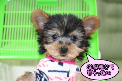 ヨークシャテリアの子犬メス、北海道ショコラちゃん画像