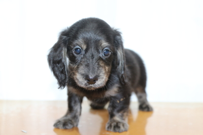 ミニチュアダックスブラッククリーム(イエロー)の子犬メス、生後7週間画像