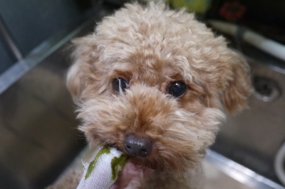千葉県鎌ヶ谷市のトイプードルのハーブ歯磨き画像