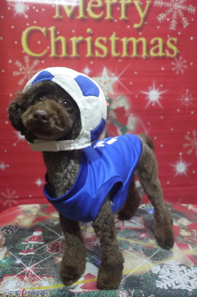 トイプードルブリーダーの成犬，トリミング画像