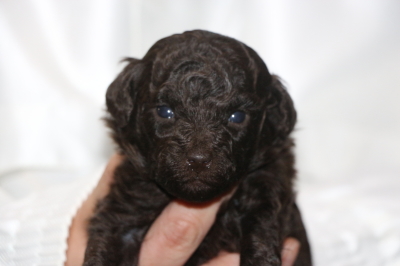 タイニープードルブラウンの子犬オス、生後3週間画像