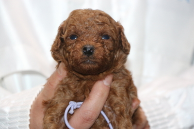 トイプードルレッドの子犬オス、生後3週間画像