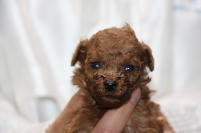 ティーカッププードルレッドの子犬メス、生後3週間画像