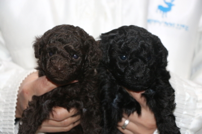トイプードルの子犬、ブラウンオスブラック(黒色)メス、生後4週間画像