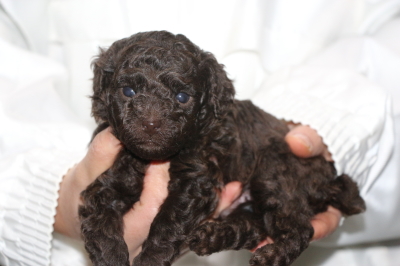 タイニープードルブラウンの子犬オス、生後4週間画像