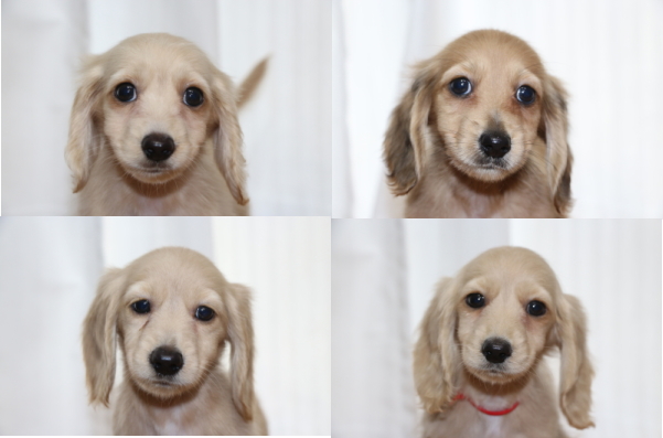 ミニチュアダックスの子犬レッドとクリーム(イエロー)オス2頭メス2頭、生後2ヵ月